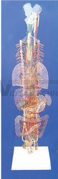 The microstructure model of vegetative nervous (attach with general remarks)